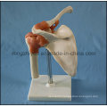 Desk Type Model Artificial Left Shoulder Joint Model for Wholesale School Supplies